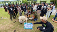 Masjid Raya An-Nur Sembelih 8 Sapi dan 3 Kambing, Daging Kurban Dibagikan kepada 500 Lebih Penerima