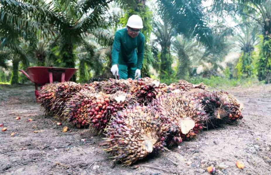 Sepanjang 2023, 1.135,6 Ha Kebun Sawit Petani di Riau Diremajakan