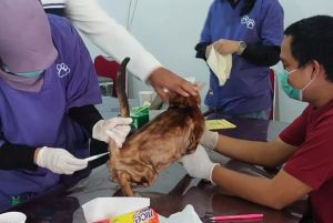 1.586 Ekor Hewan Ikuti Vaksinasi Rabies Gratis di Riau