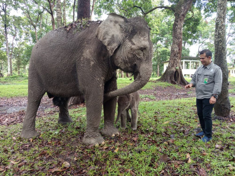 Bayi Gajah Sumatera Lahir di TWA Buluh Cina dengan Bobot 104 Kg