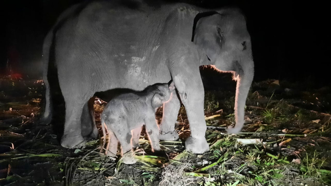 Seekor Gajah Sumatera Lahir di PKG Sebanga Riau