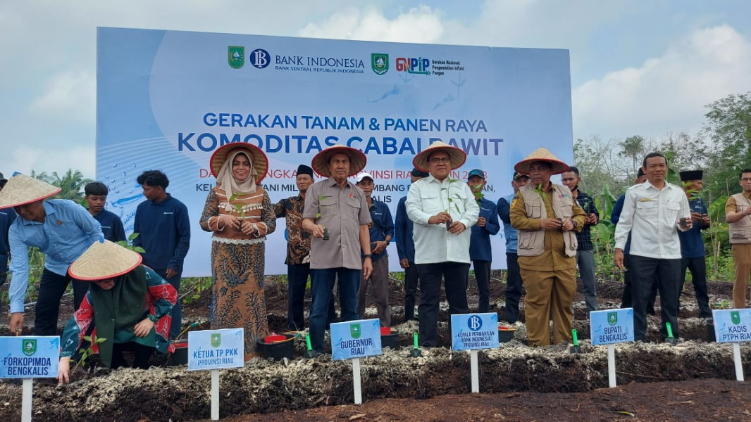 Gubri dan Kepala BI Riau Tanam dan Panen Cabai Rawit di Pambang Baru