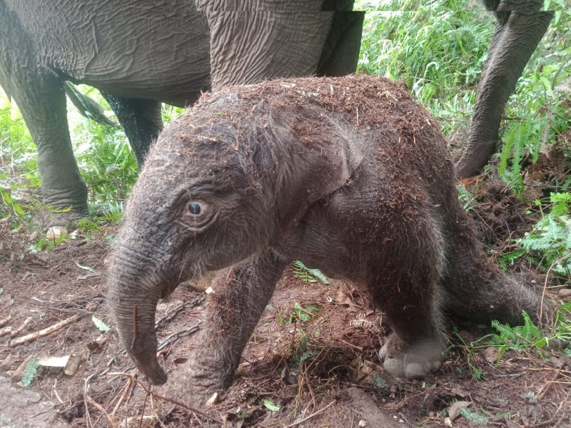 Lisa, Gajah di Elephant Flying Squad TNTN Melahirkan