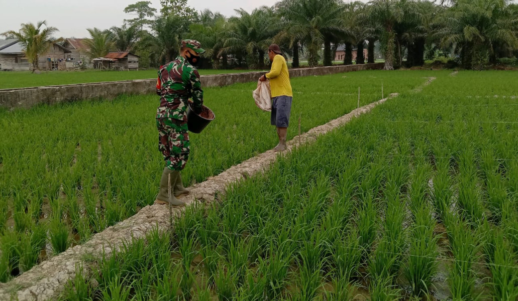 Babinsa Koramil 0321-05/ RM Dampingi Petani Pupuk Padi