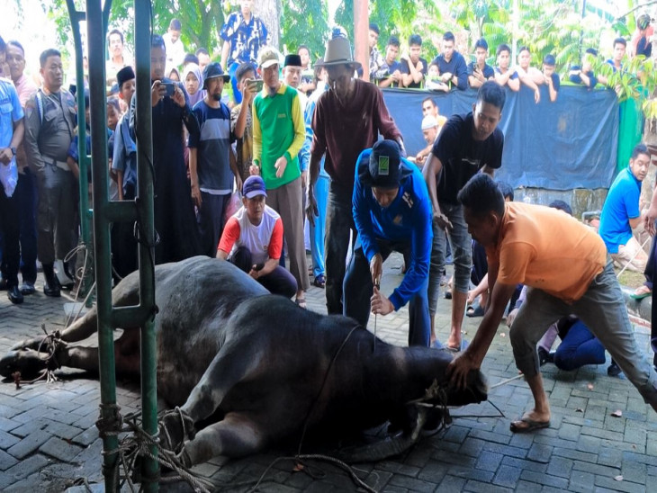Pemkab Kampar Distribusikan 23 Ekor Hewan Kurban ke Desa yang Minim Hewan Kurban