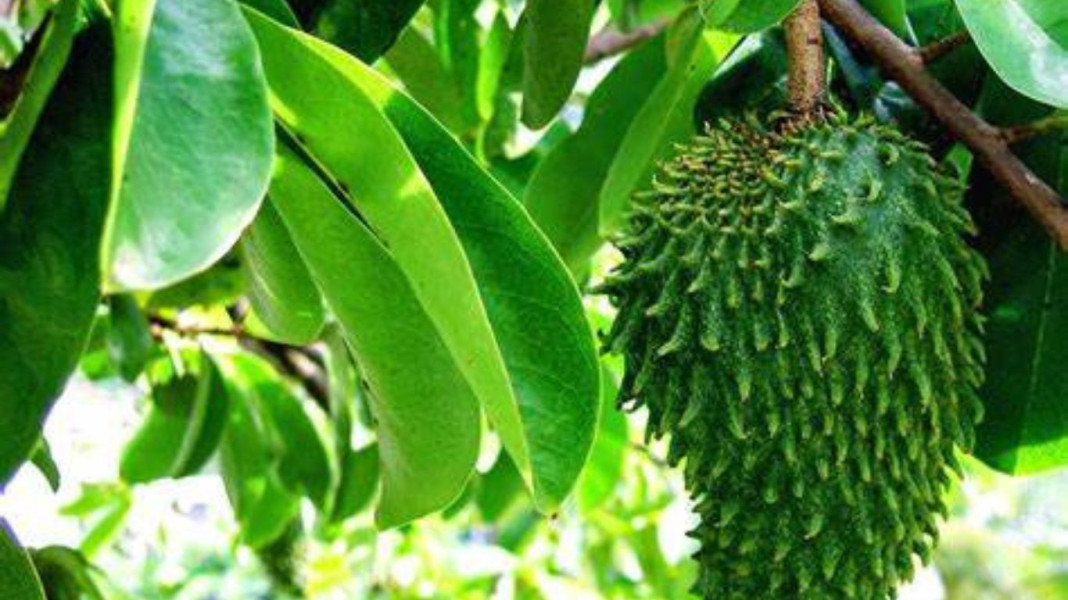 Bisa Mengobati Sakit Maag, Ini Beragam Manfaat Daun Sirsak untuk Kesehatan Tubuh