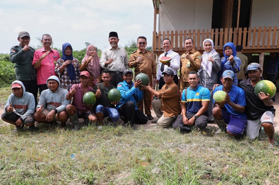 Pjs Bupati Siak Ikut Panen Semangka di Lahan Depan Kantor Bupati