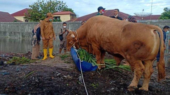 Kabupaten/Kota Diminta Usulkan Sapi Kurban Bantuan Presiden di Riau, Minimal Beratnya 1 Ton