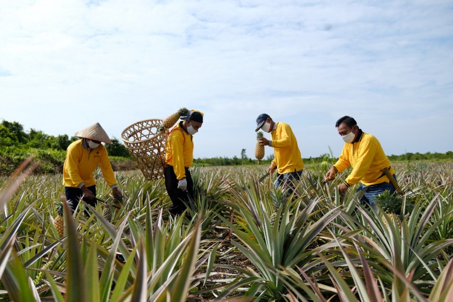 PT KPI Kilang Dumai Dorong Kemandirian Ekonomi Masyarakat Melalui Pertanian Ramah Lingkungan
