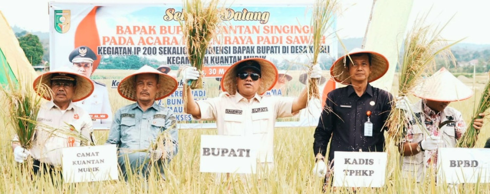 Bupati Kuansing Hadiri Panen Raya Padi IP 200 di Desa Kinali