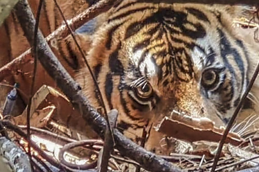 Bukan di Riau, Balai BKSDA Klarifikasi Video Viral Wajah Warga Rusak Diserang Harimau