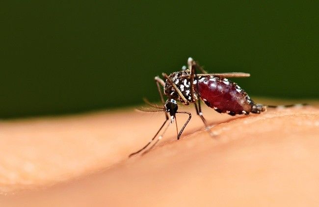 Perluasan Pemeriksaan, Malaria di Kuala Selat Bertambah Jadi 128 Kasus