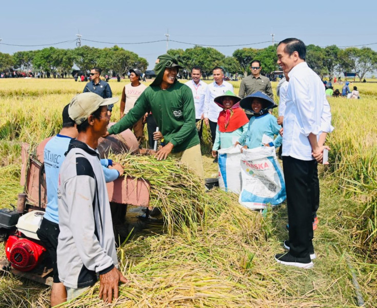 Panen Raya di Indramayu, Presiden Pastikan Produksi Padi Baik