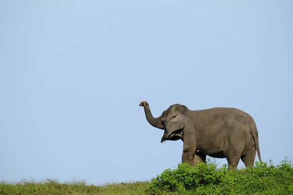 Jadi Sahabat Gajah, Program Konservasi Multispesies PHR Kurangi Interaksi Negatif dan Ciptakan Harmonisasi