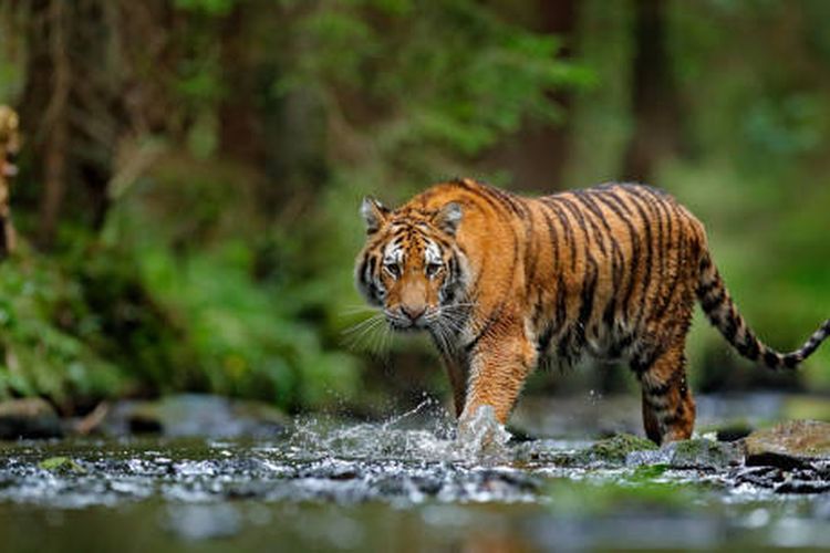 Ini Tanggapan BBKSDA Riau soal Pekerja Tewas Diterkam Harimau Sumatera
