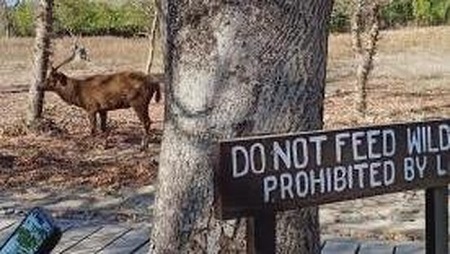 Krisis Air, Kawanan Rusa di Taman Nasional Bali Barat Sampai Harus Seberangi Lautan