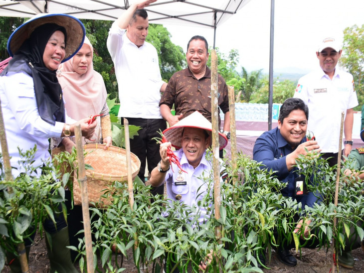 Pj Bupati Kampar Panen Cabai, Apresiasi Kerjasama Kampar Aneka Karya dengan PT PHR