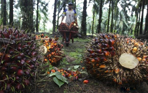 Harga Sawit Mitra Swadaya di Riau Naik Jadi Rp2.929,90 per Kg