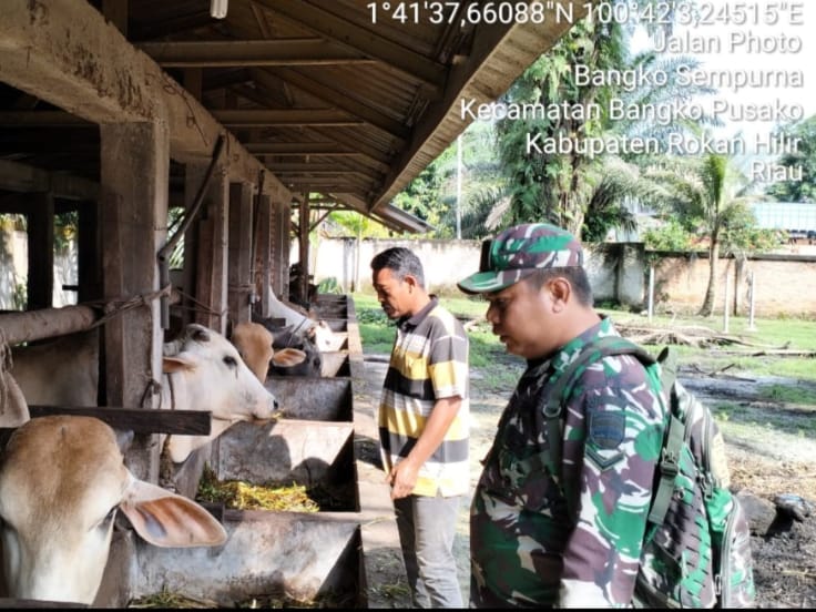 Antisipasi PMK, Anggota Koramil 0321-05/ RM Lakukan Pendataan Sapi