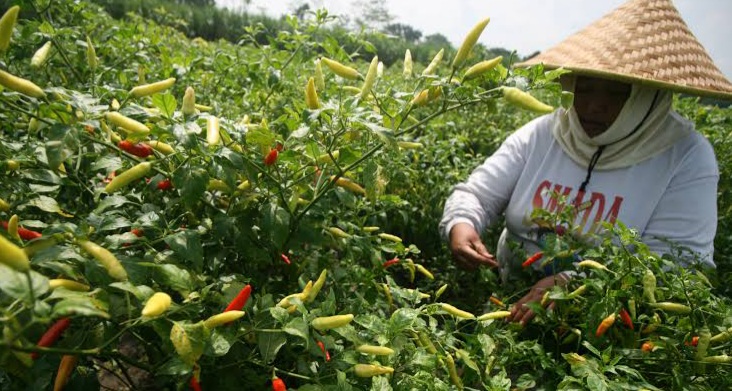 Harga Cabai Melambung Tinggi, Mendag Zulkifli: Sesekali Mahal Tidak apa-apa Untuk Bantu Petani