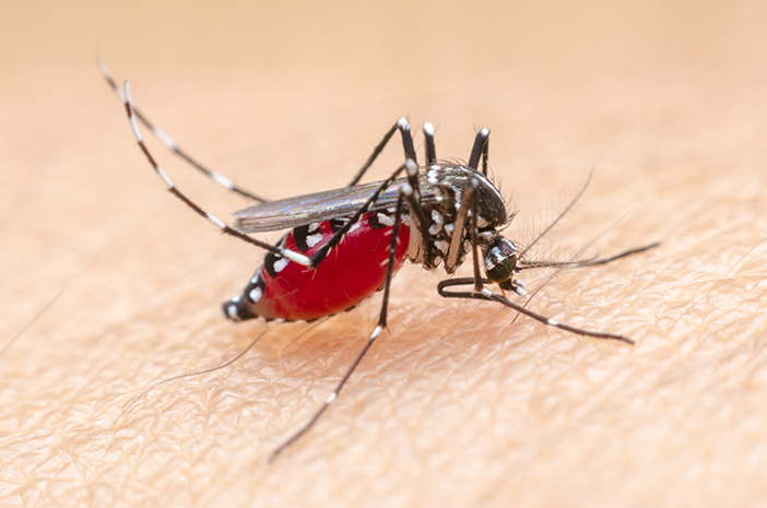 22 Kasus Malaria Ditemukan di Kuala Selat Inhil, Diskes Riau Turunkan Tim