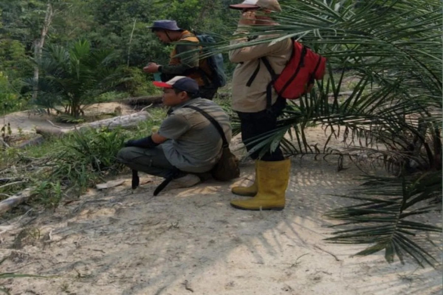 BBKSDA Riau Pantau Kemunculan Beruang di Kebun Karet Warga Kuansing