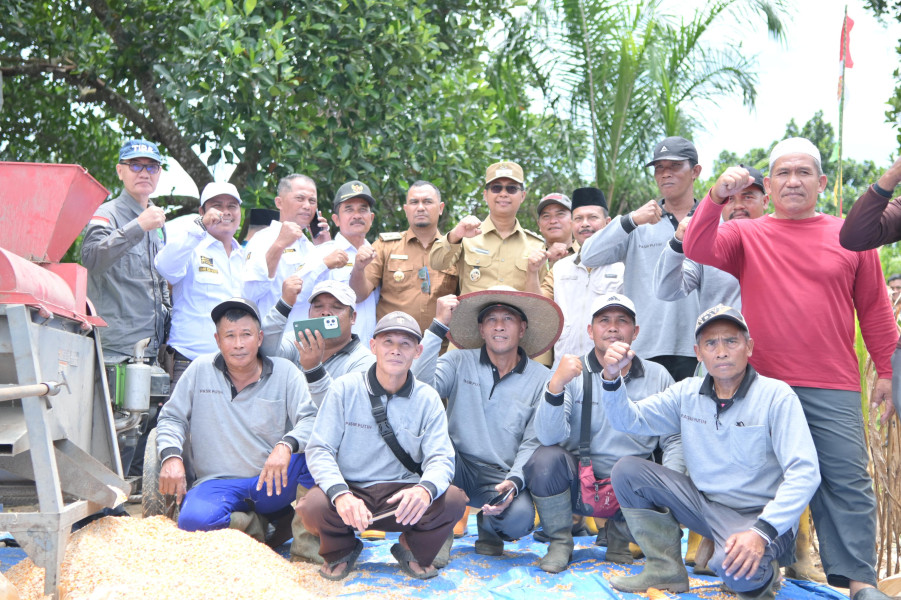 Wakil Bupati Rohil Jhony Charles Hadiri Panen Raya Jagung Kelompok Tani Pasir Putih Bersatu Balai Jaya