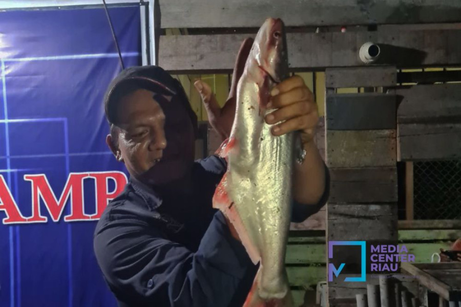 Pasca-Temuan Ikan Mati di Tualang, DLHK Riau Tunggu Hasil Uji Sampel Air Sungai Siak
