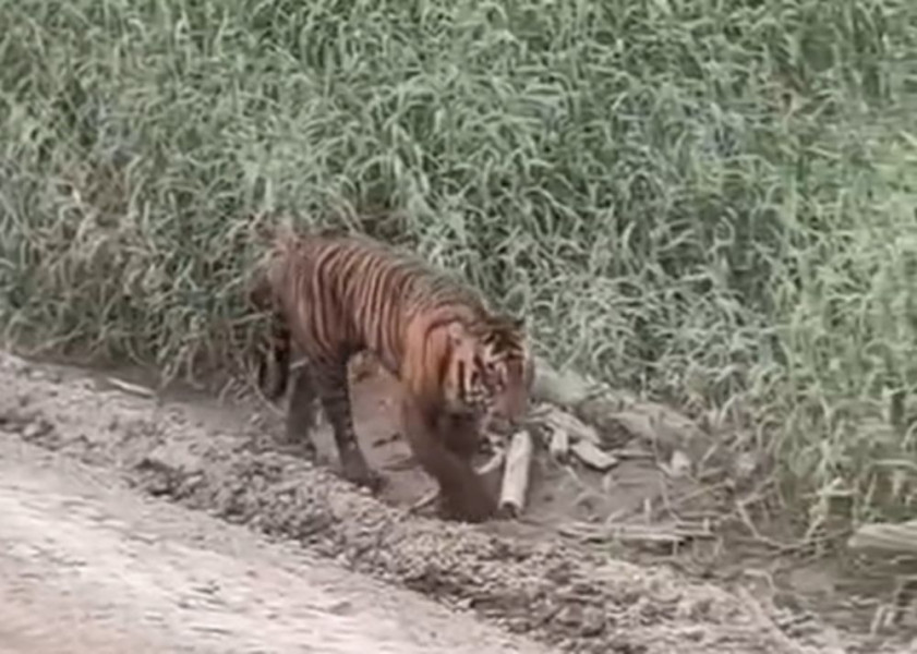 Viral! Video Harimau Muncul di Area Konsesi Pelalawan