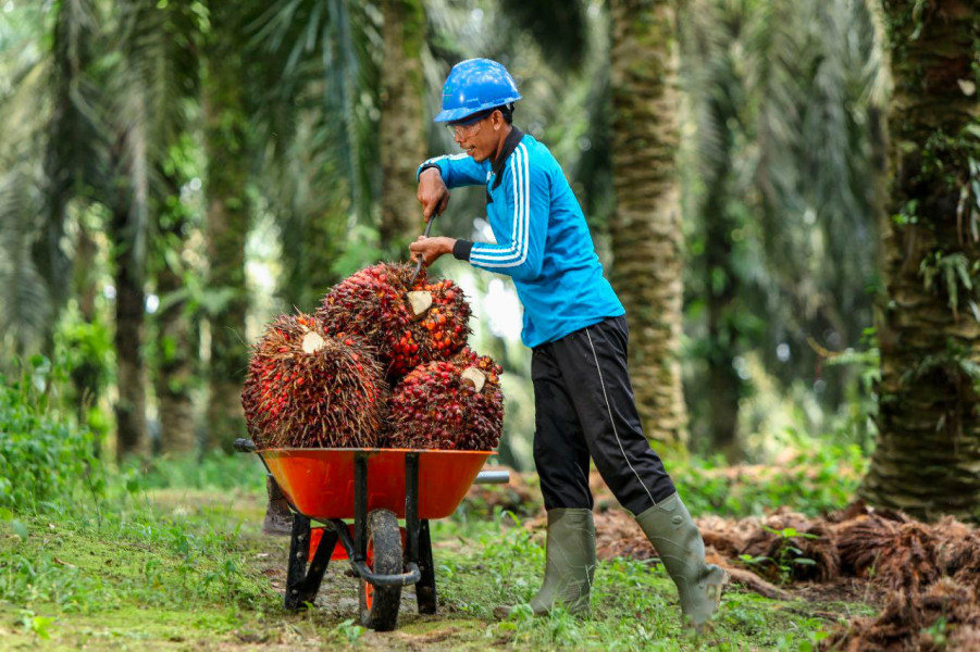 Harga TBS Kelapa Sawit Mitra Swadaya di Riau Turun Jadi Rp2.929,52/Kg