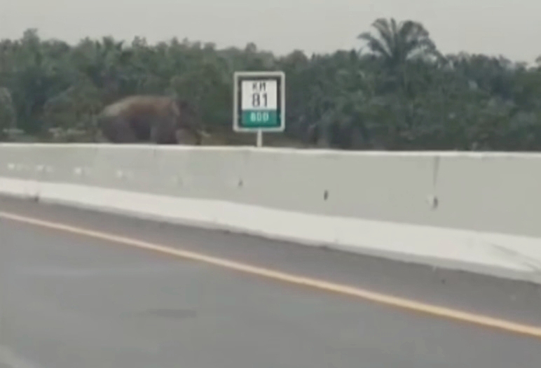 Viral! Gajah Seberangi Tol Pekanbaru-Permai, Ini Penjelasan BBKSDA Riau