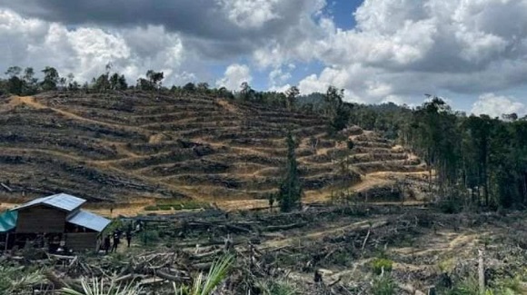 Kelompok Tani Kembalikan 415 Hektare Kebun Sawit di Kawasan TNTN ke Negara