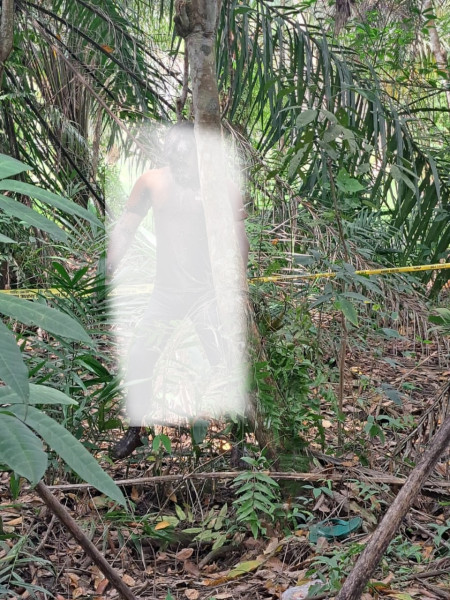 Warga Banjar Xll Dihebohkan Panemuan Mayat Membusuk Tergantung di Pohon Karet
