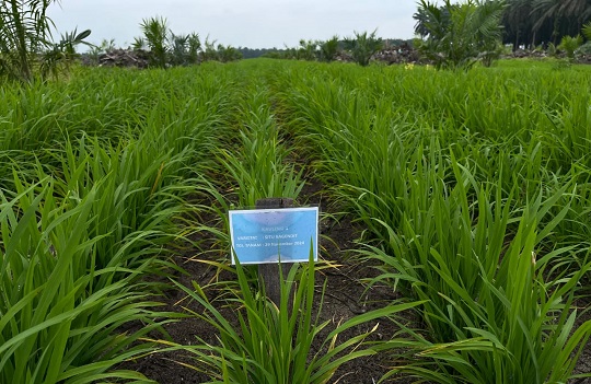 Progress Program Tanam Padi PTPN, Tumbuh Subur dan Potensi Tambah Pendapatan Petani Sawit