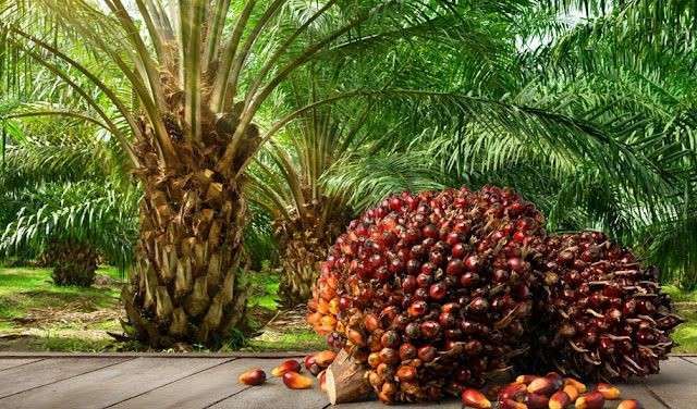 Kelapa Sawit Mitra Plasma di Riau Dihargai Rp3.713 per Kg