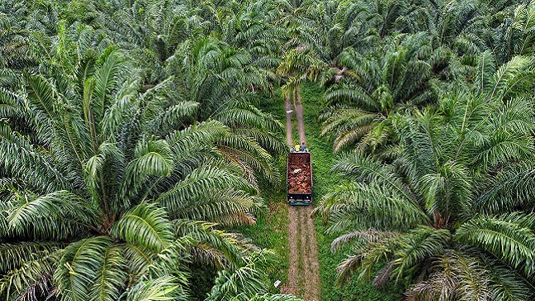 Kelapa Sawit Jadi Pendorong Utama Kenaikan NTPR di Riau