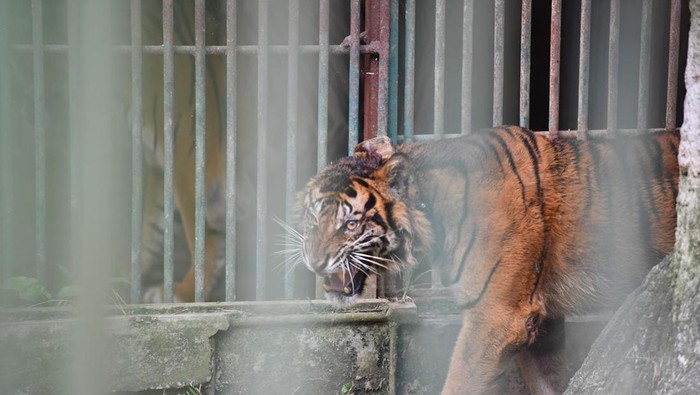 BKSDA Lepasliarkan Harimau Sumatera yang Ditangkap di Pasaman ke Riau