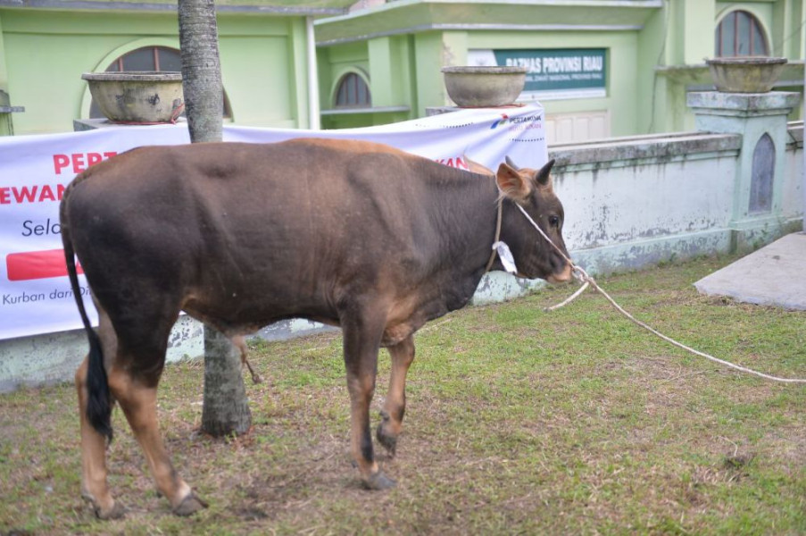 Riau kembali Dapat Sapi Kurban Bantuan Presiden