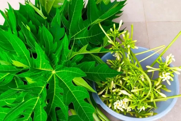 Meski Pahit, Daun Pepaya Punya Segudang Manfaat bagi Tubuh