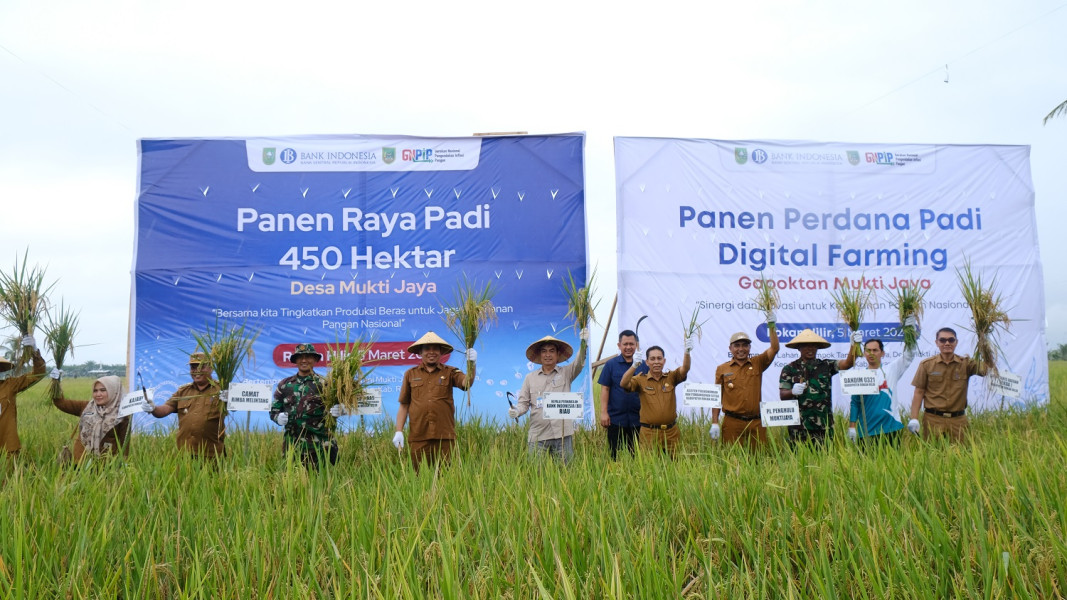 BI Riau Bersama TPID Rohil Panen Raya Padi dan Panen Perdana Demplot Digital Farming