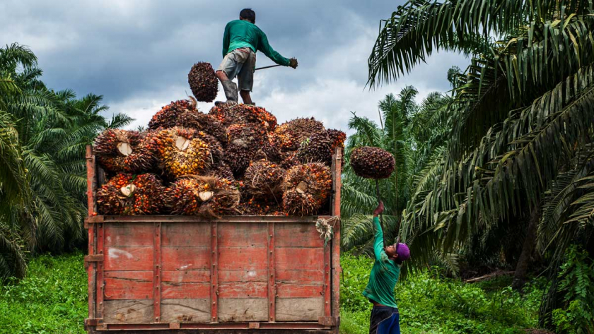 Kabar Baik! Harga Kelapa Sawit Mitra Swadaya Naik Jadi Rp 2.674,70/Kg