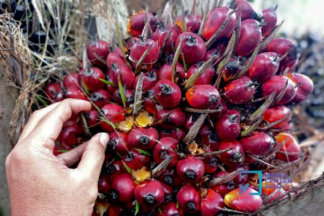 Harga TBS Kelapa Sawit Petani Mitra Swadaya Riau Naik Rp83,13/Kg