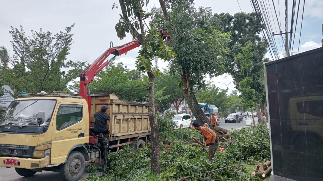 Bahayakan Penggunaan Jalan, DLHK Pekanbaru Pangkas Belasan Pohon Pelindung