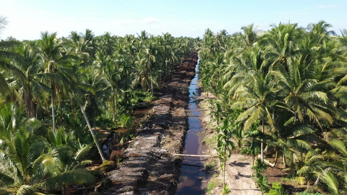 Kebun Kelapa Masyarakat di Inhil dan Pelalawan akan Direplanting Tahun Ini