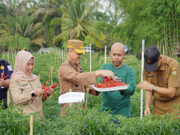 Pj Bupati Panen Cabai Merah di Pulau Birandang
