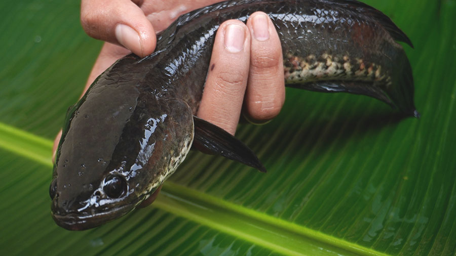 Bisa Cegah Katarak, Ini Beragam Manfaat Makan Ikan Gabus