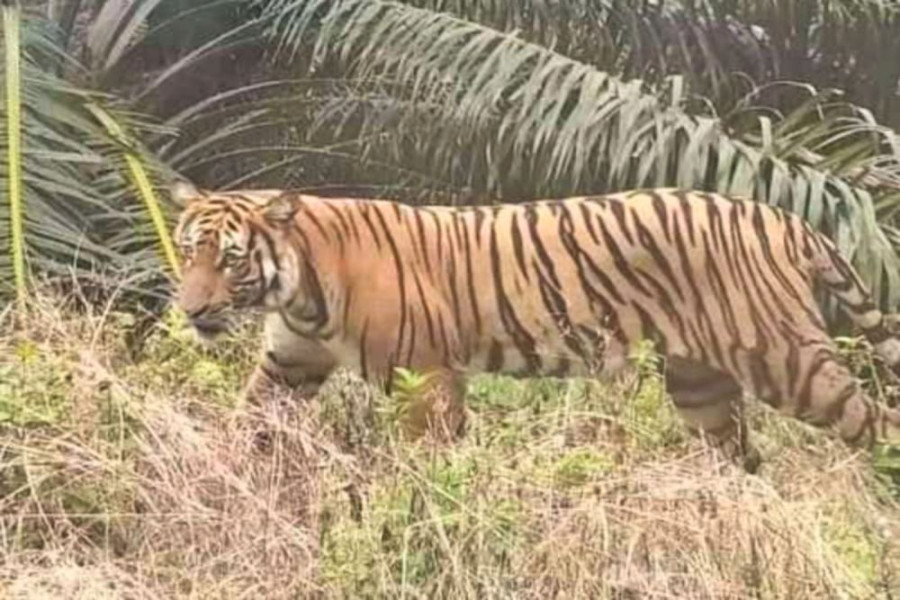 Waspada! Warga Rekam Penampakan Harimau Sumatra di Inhu