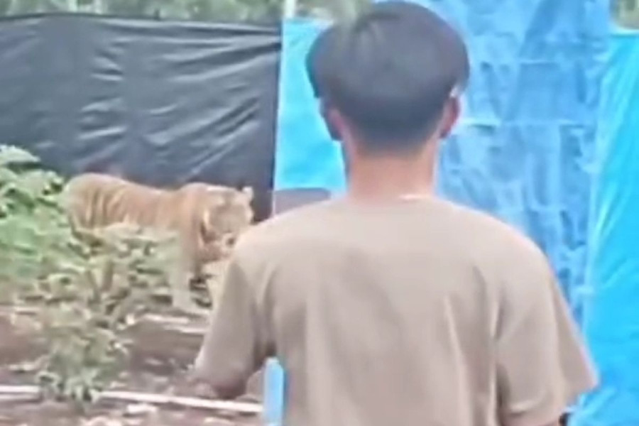 Mencekam Harimau Sumatera Masuk Camp Pekerja PBPH