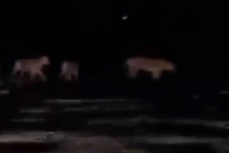 Terekam Kamera, Empat Harimau Sumatra Melintasi Jalan Tanah di Pelalawan
