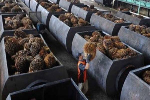Sempat Dirawat, Satu Pekerja PT Persada Agro Sawita di Inhu Meninggal Dunia